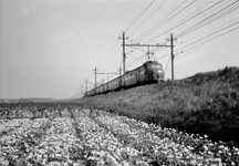 150933 Afbeelding van een twee electrische treinstellen mat. 1954 (Hondekop) van de N.S. in een bloembollenlandschap ...